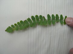 Asplenium trichomanes