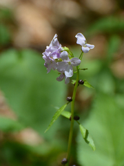 Cardamine bulbifera