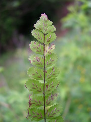 Asplenium trichomanes