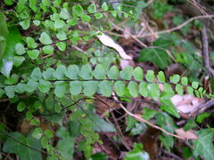 Asplenium trichomanes