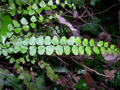 Asplenium trichomanes