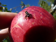 Rhagoletis pomonella