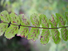 Asplenium trichomanes