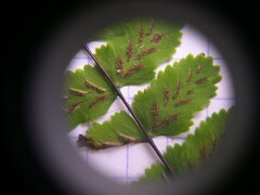Asplenium trichomanes