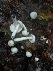 Hygrophorus cossus