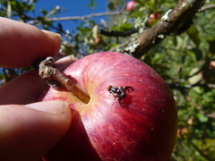 Rhagoletis pomonella