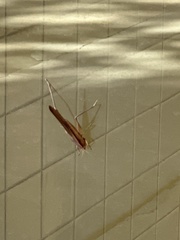 Neoconocephalus triops