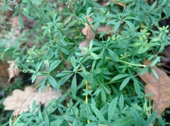 Galium intermedium