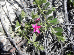 Krameria cistoidea