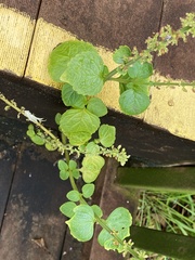 Coleus monostachyus