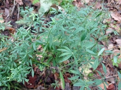 Galium intermedium