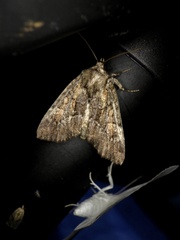 Antapamea conciliata