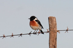 Saxicola torquatus