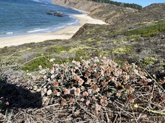 Eriogonum latifolium