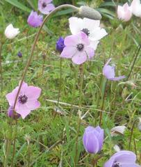 Anemone coronaria