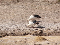 Oressochen melanopterus