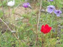 Anemone coronaria