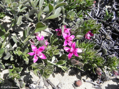 Krameria cistoidea