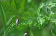 Athous haemorrhoidalis