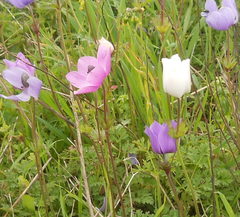 Anemone coronaria