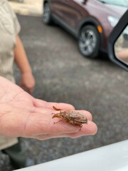 Polyphylla monahansensis