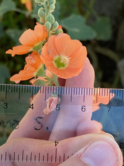Sphaeralcea ambigua