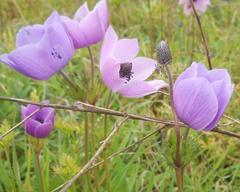 Anemone coronaria