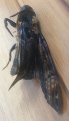 Acherontia atropos
