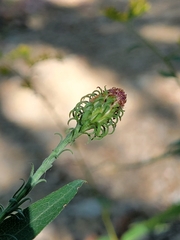 Symphyotrichum anomalum
