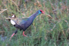 Porphyrio madagascariensis