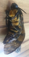 Acherontia atropos