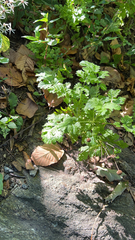 Petroselinum crispum