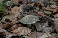 Lactarius acris
