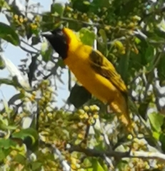 Ploceus