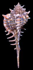 Vokesimurex elenensis