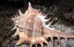 Vokesimurex elenensis