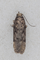 Gelechiinae