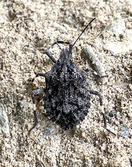 Brochymena