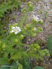Leucheria tomentosa