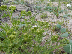 Leucheria tomentosa