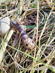 Xylophanes falco