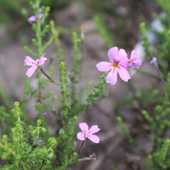 Jamesbrittenia microphylla