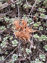 Sedum oreganum