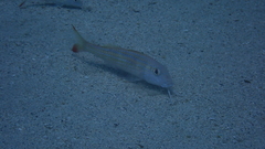 Pseudupeneus prayensis