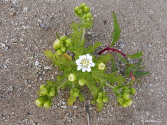 Leucheria tomentosa