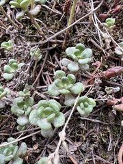Sedum oreganum
