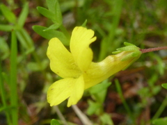 Gratiola aurea
