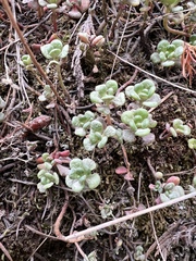 Sedum oreganum