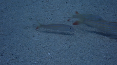 Pseudupeneus prayensis