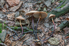 Marasmius cohaerens